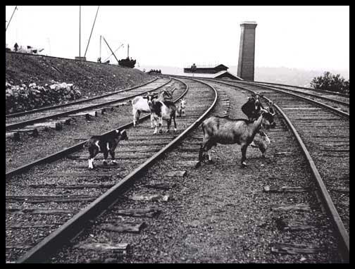 Goats At Head Of Mahanoy Plane